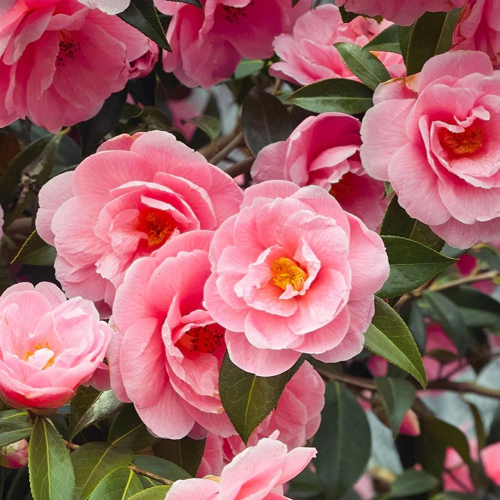 Trandafir Japonez Camellia Japonica Pink Debbie, arbust vesnic verde cu flori roz deschis, infloreste Februarie-Martie