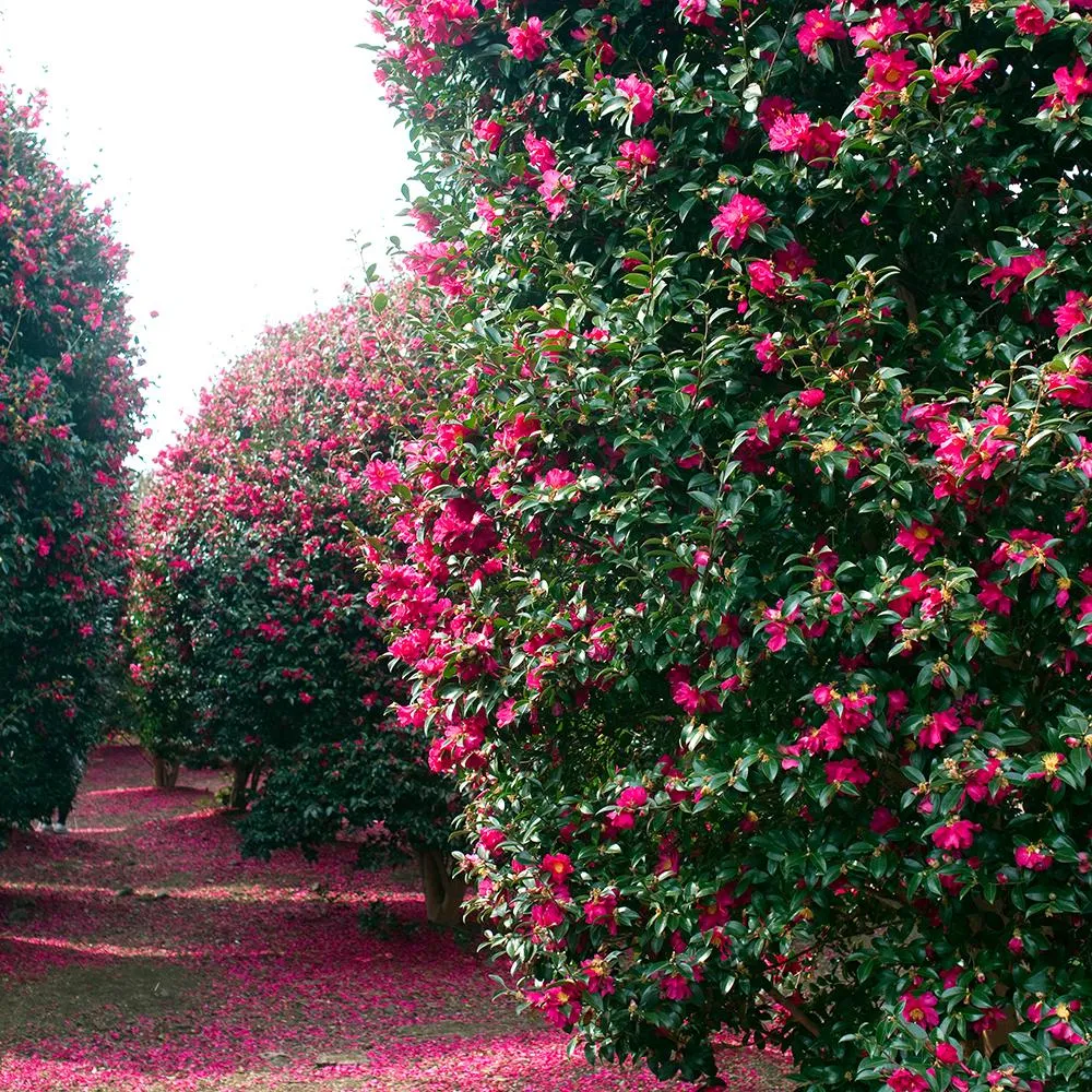 Trandafir Japonez Camellia Japonica Pink Debbie, arbust vesnic verde cu flori roz deschis, infloreste Februarie-Martie