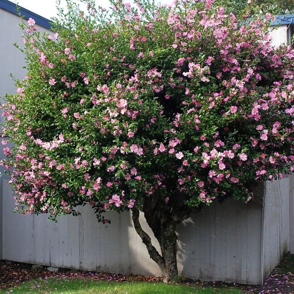 Trandafir Japonez Camellia Sasanqua Sylvia, arbust vesnic verde cu flori roz-inchis si parfum intens, infloreste Octombrie...