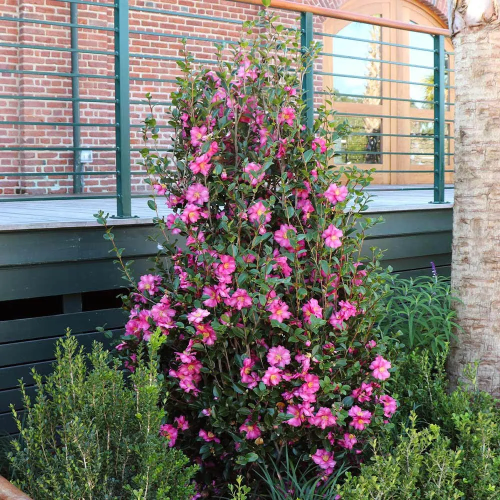 Trandafir Japonez Camellia Sasanqua Sylvia, arbust vesnic verde cu flori roz-inchis si parfum intens, infloreste Octombrie...