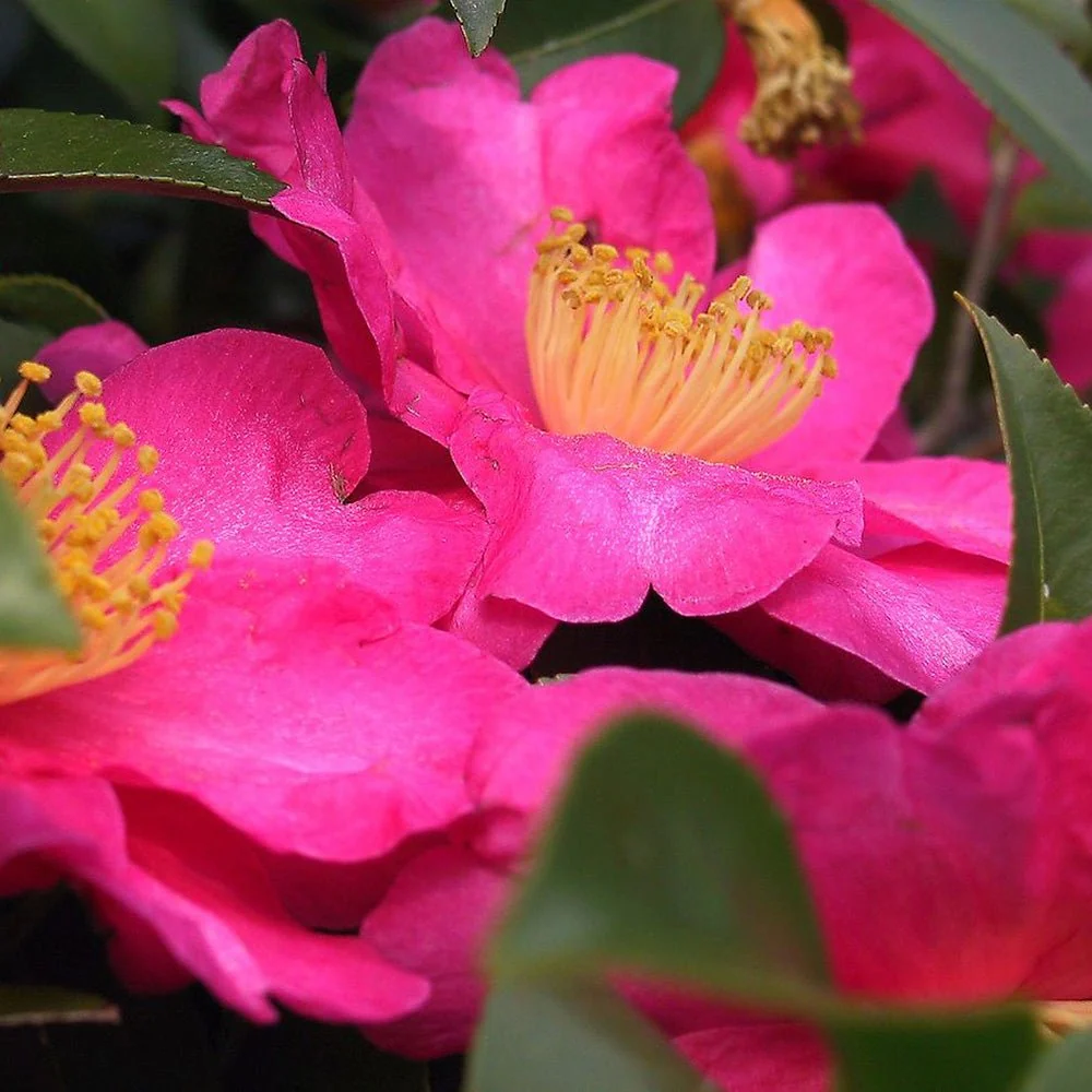 Trandafir Japonez Camellia Sasanqua Sylvia, arbust vesnic verde cu flori roz-inchis si parfum intens, infloreste Octombrie...