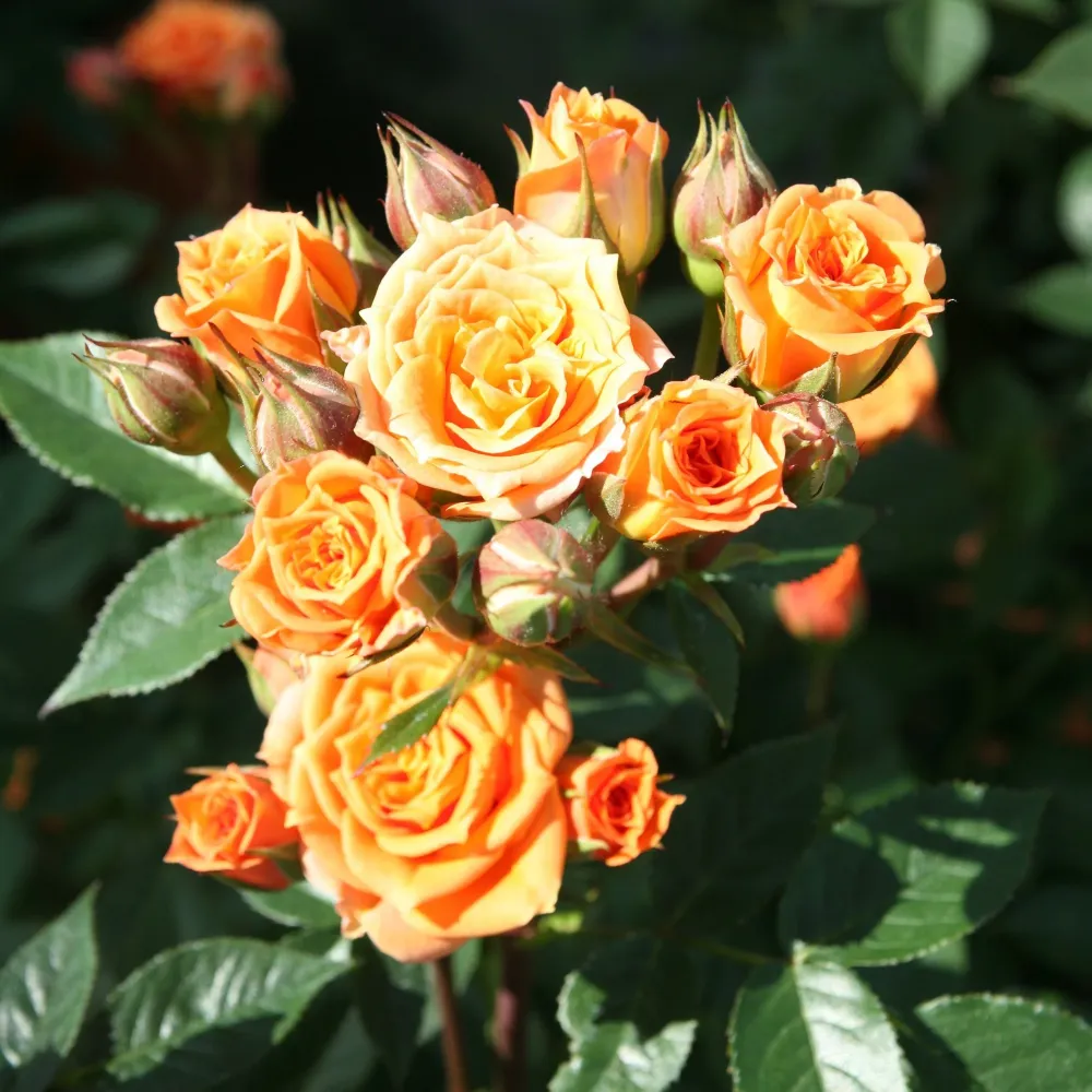 Trandafir Pitic Floribunda Clementine portocaliu-cais, inflorire repetata