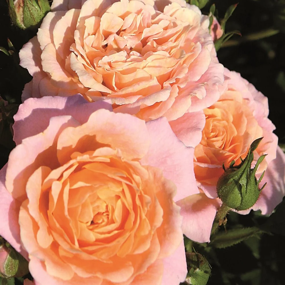 Trandafir Pitic Floribunda crem-piersica Peach Clementine, inflorire repetata