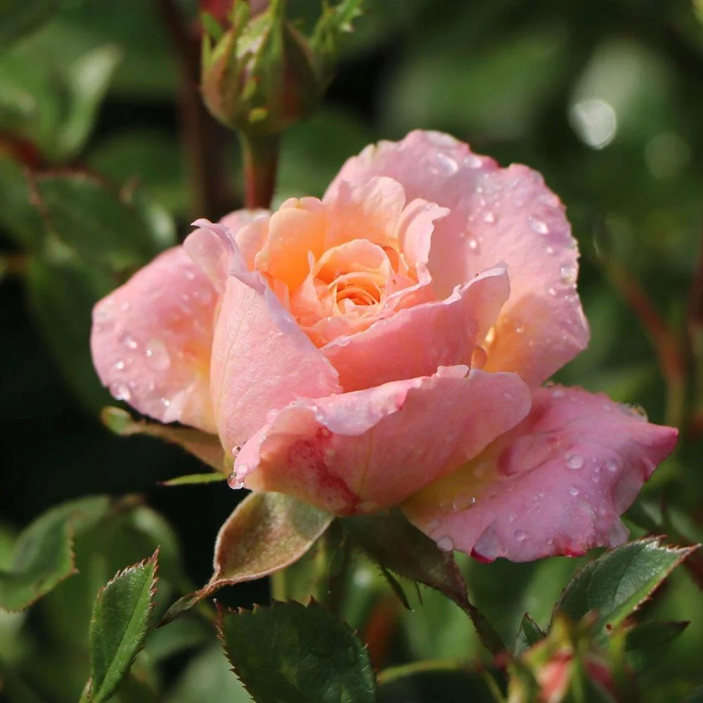 Trandafir Pitic Floribunda crem-piersica Peach Clementine, inflorire repetata