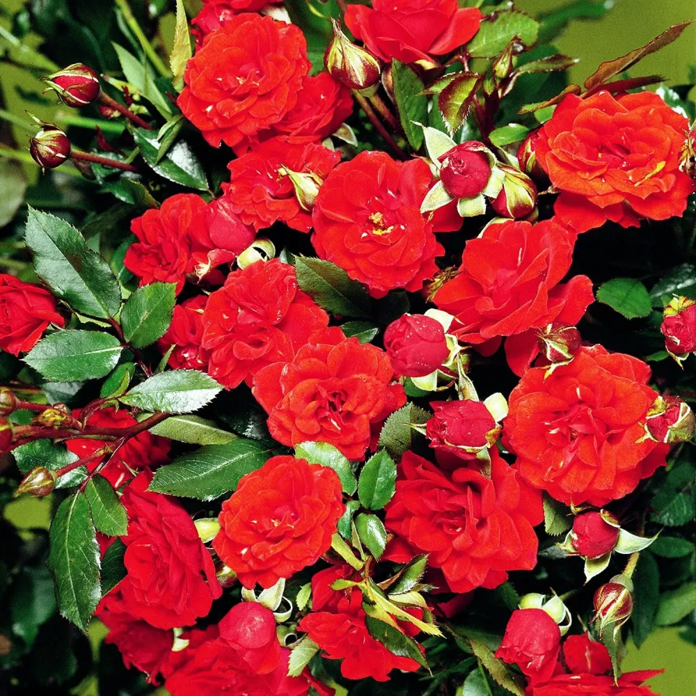 Trandafir Pitic Floribunda rosu-portocaliu Orange Babyflor, inflorire repetata