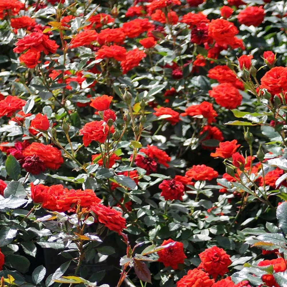 Trandafir Pitic Floribunda rosu-portocaliu Orange Babyflor, inflorire repetata