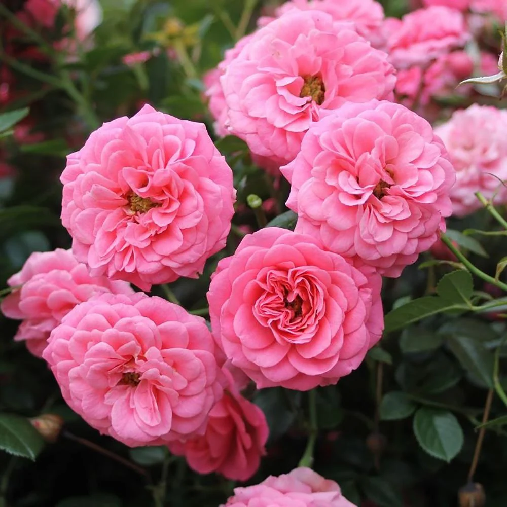 Trandafir Pitic Floribunda roz-aprins, Amulett, inflorire repetata