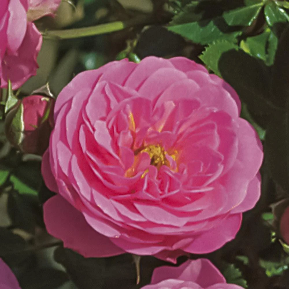 Trandafir Pitic Floribunda roz-aprins, Amulett, inflorire repetata
