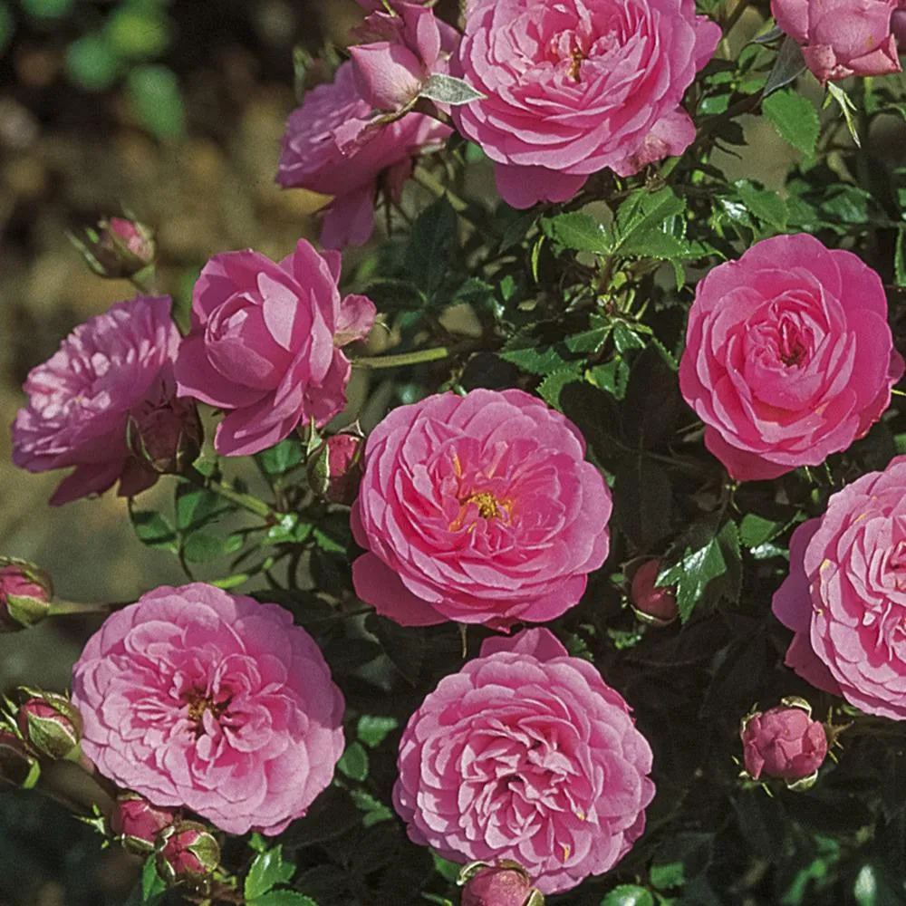 Trandafir Pitic Floribunda roz-aprins, Amulett, inflorire repetata