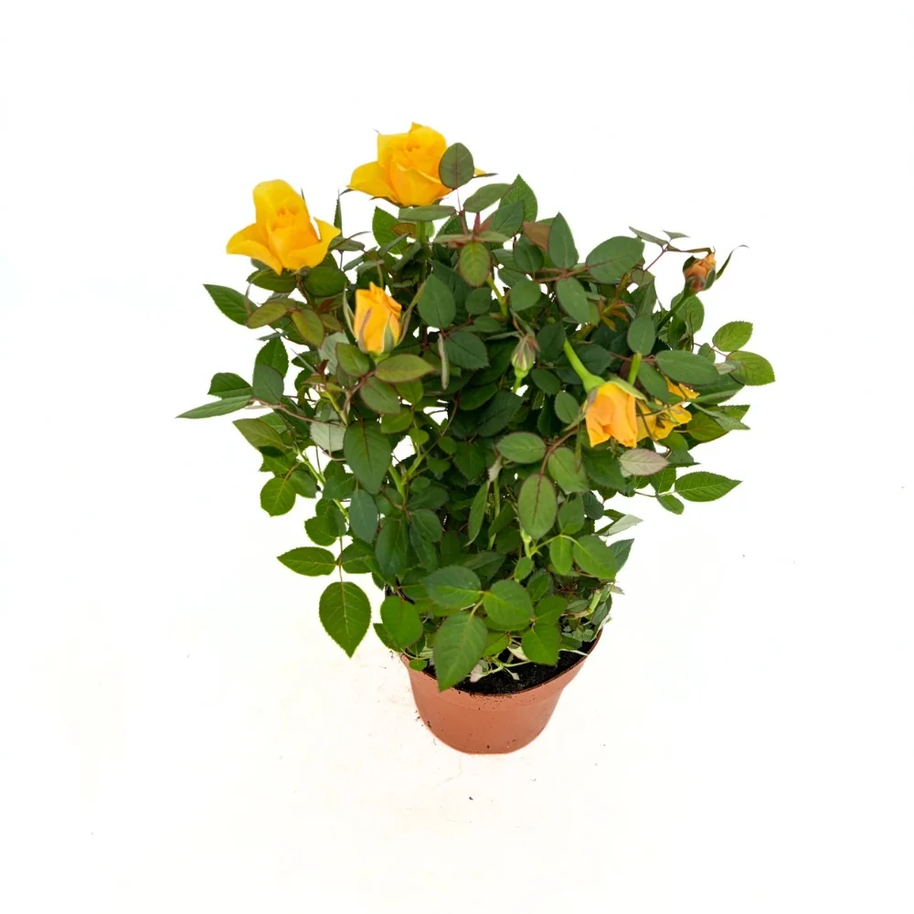 Trandafir Pitic Miniatura Yellow Star, cu flori galben, inflorire repetata, pentru ghiveci si balcon