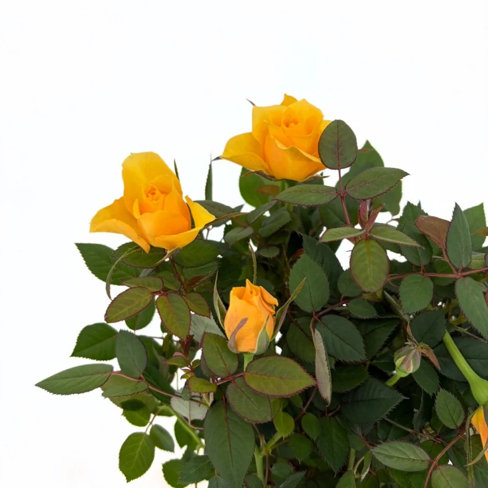 Trandafir Pitic Miniatura Yellow Star, cu flori galben, inflorire repetata, pentru ghiveci si balcon