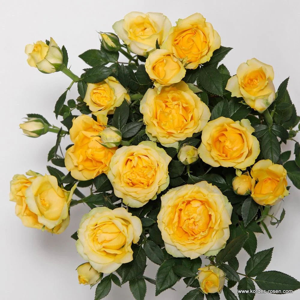 Trandafir Pitic Miniatura Yellow Star, cu flori galben, inflorire repetata, pentru ghiveci si balcon