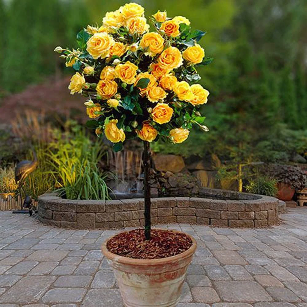 Trandafir Pomisor galben Royal Yellow, inflorire repetata, anul 7