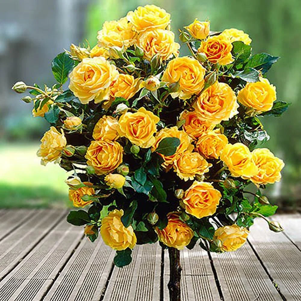 Trandafir Pomisor galben Royal Yellow, inflorire repetata, anul 7