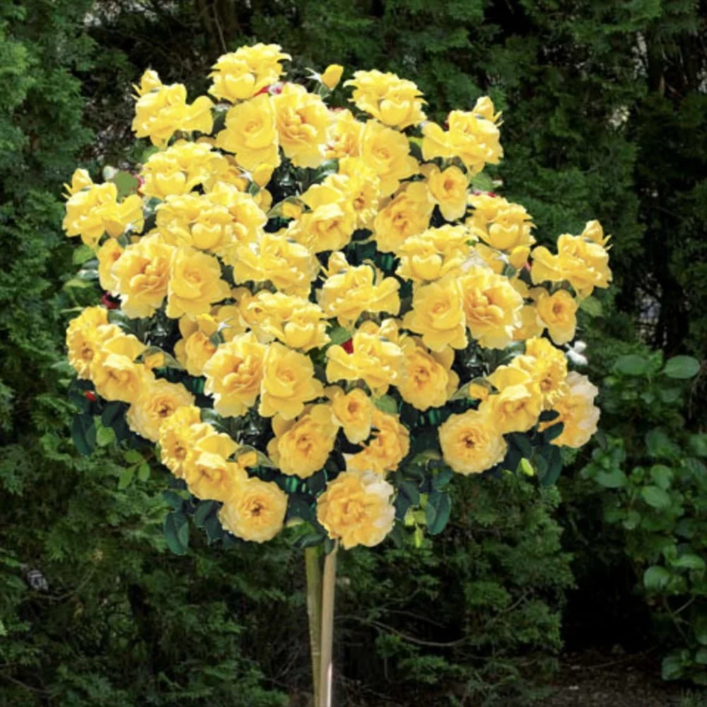 Trandafir Pomisor galben Royal Yellow, inflorire repetata, anul 7
