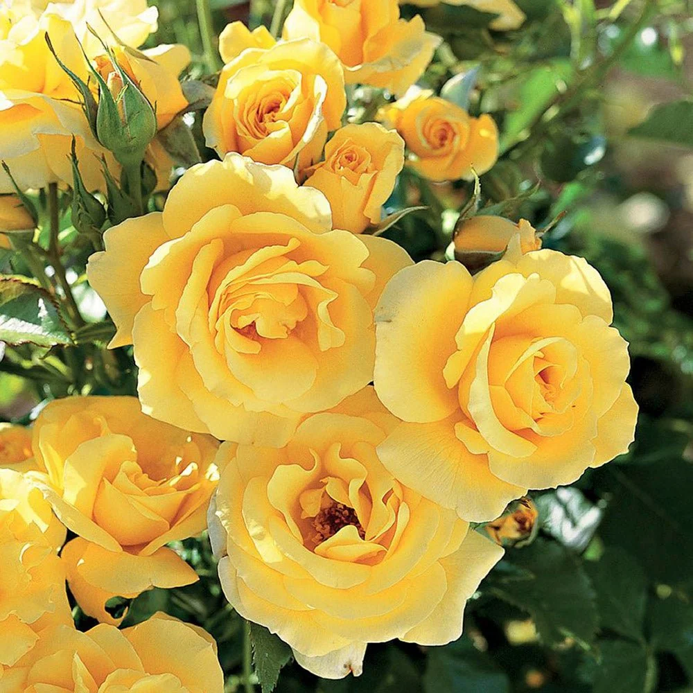 Trandafir Pomisor galben Royal Yellow, inflorire repetata, anul 7
