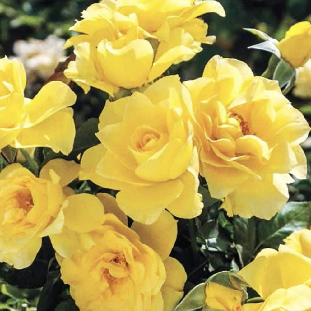 Trandafir Pomisor galben Royal Yellow, inflorire repetata, anul 7