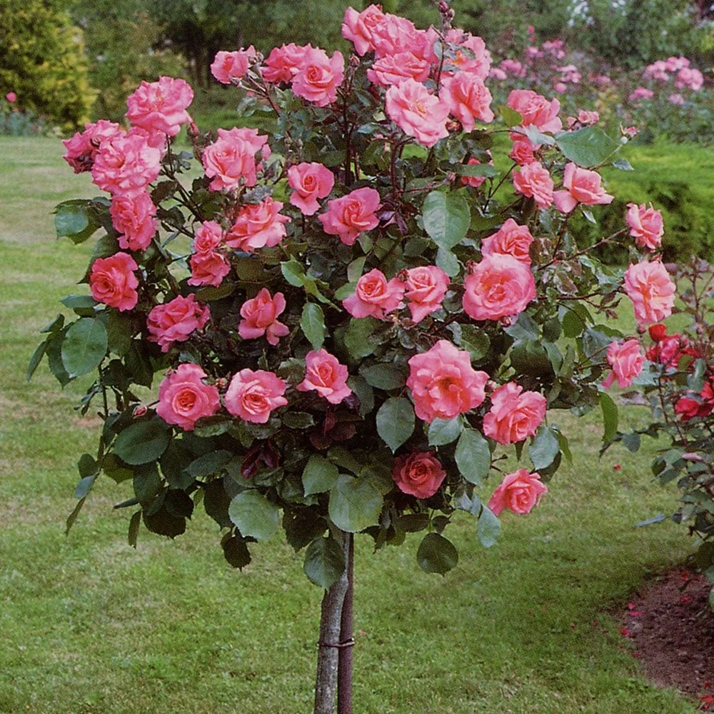 Trandafir Pomisor roz-cais Augusta Louise, inflorire repetata, parfum puternic, anul 7