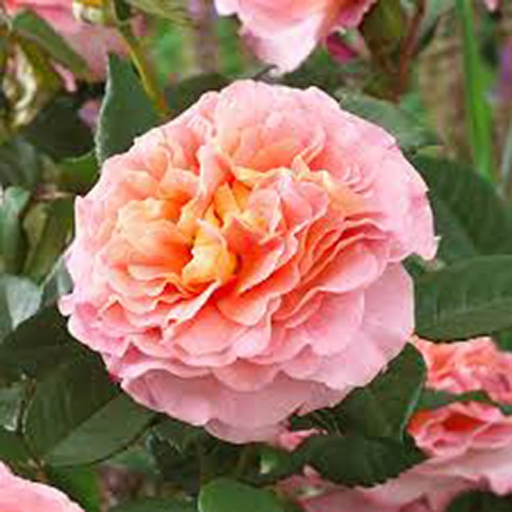 Trandafir Pomisor roz-cais Augusta Louise, inflorire repetata, parfum puternic, anul 7