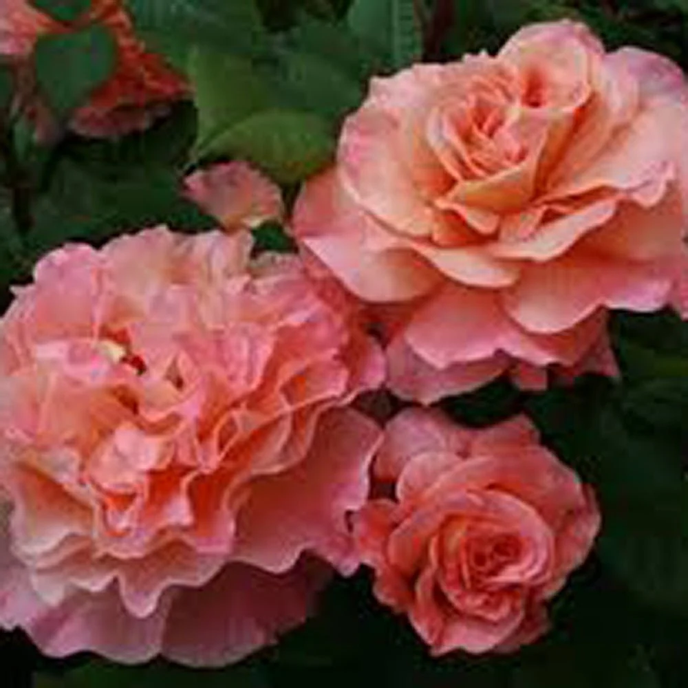 Trandafir Pomisor roz-cais Augusta Louise, inflorire repetata, parfum puternic, anul 7