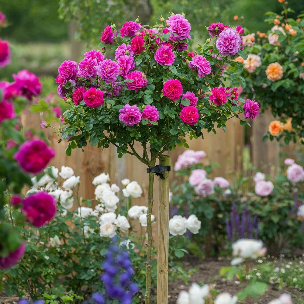 Trandafir Pomisor roz-magenta Lovely Fairy, inflorire repetata