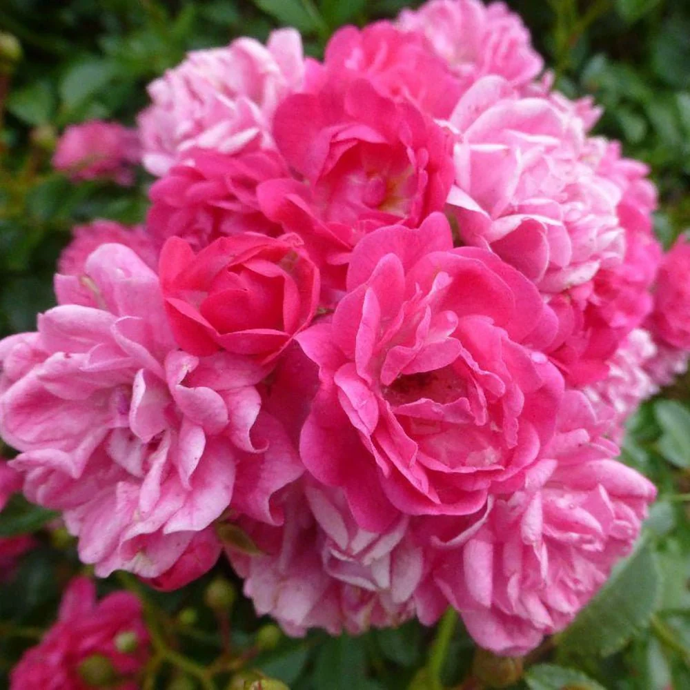 Trandafir Pomisor roz-magenta Lovely Fairy, inflorire repetata