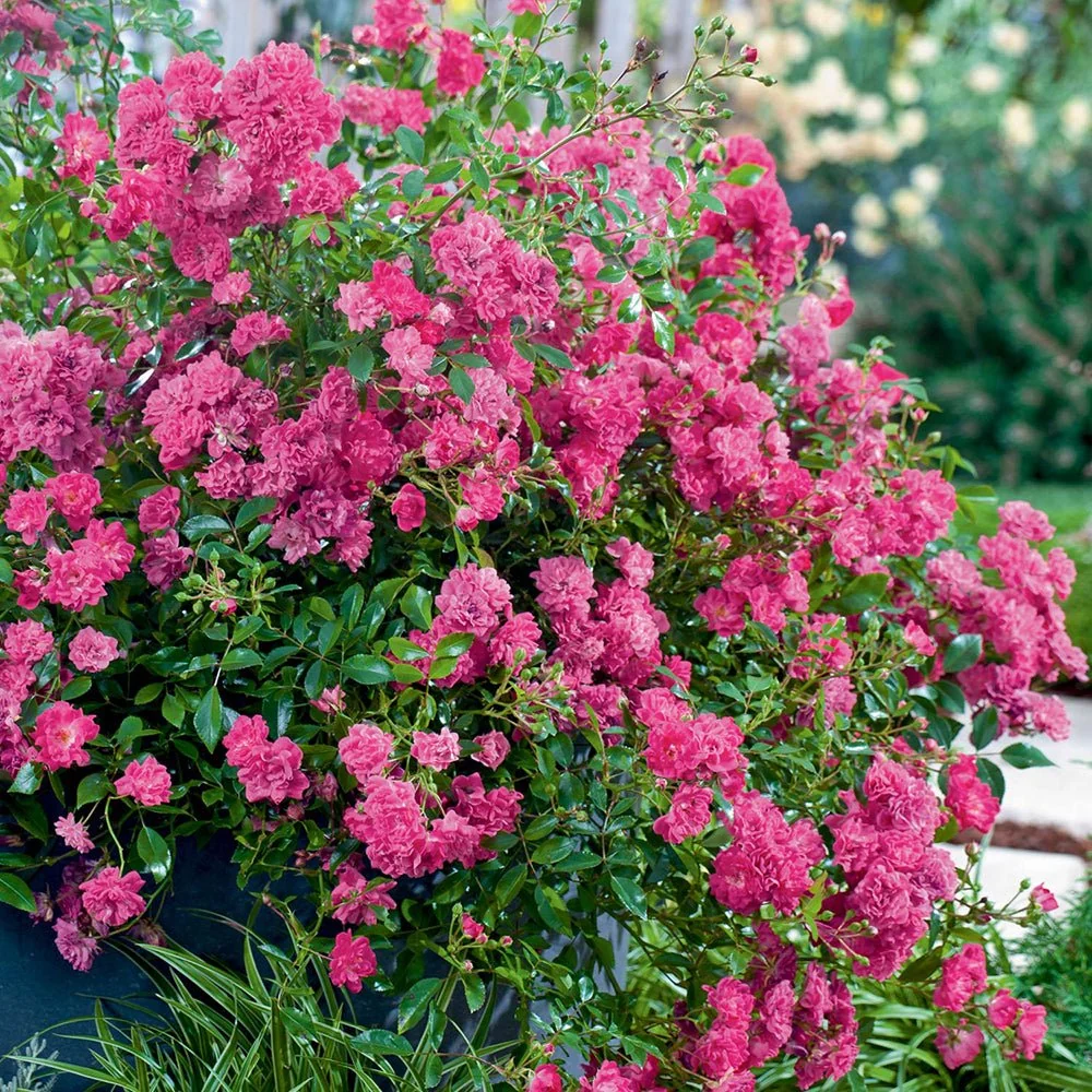 Trandafir Pomisor roz-magenta Lovely Fairy, inflorire repetata