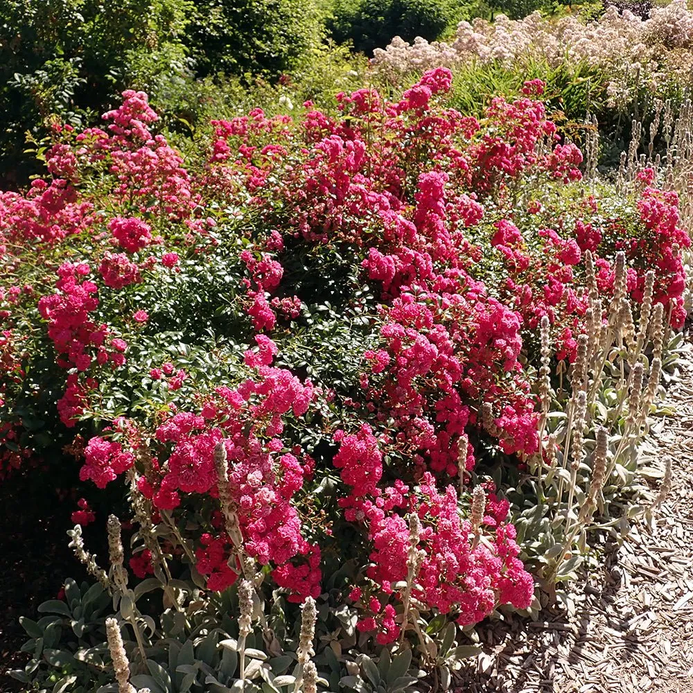 Trandafir Pomisor roz-magenta Lovely Fairy, inflorire repetata