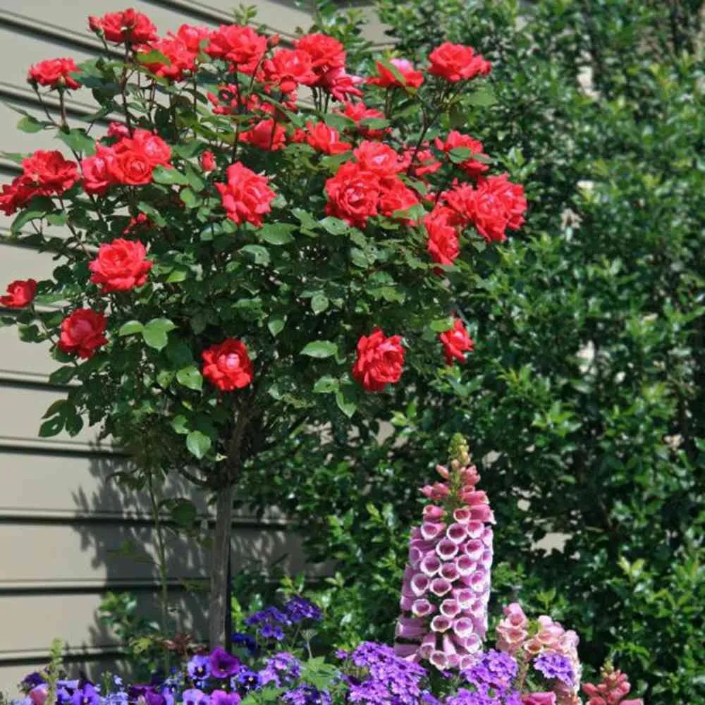 Trandafir Pomisor Teahibrid Manora, cu flori parfumate rosii, inflorire repetata si decorativ, anul 7