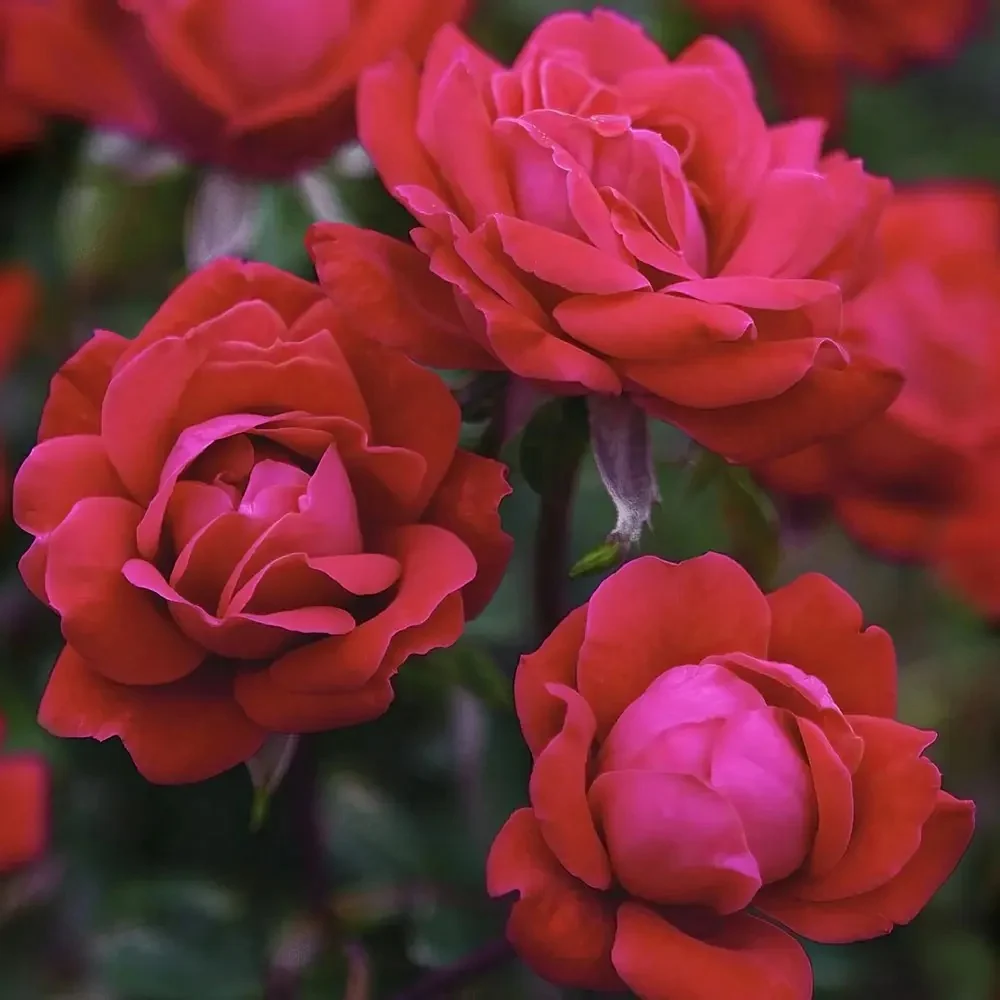 Trandafir Pomisor Teahibrid Manora, cu flori parfumate rosii, inflorire repetata si decorativ, anul 7
