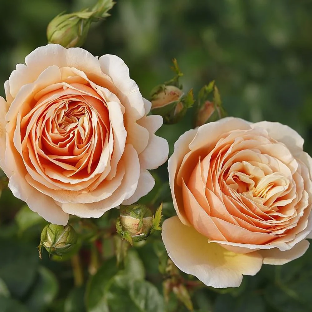 Trandafir Teahibrid de Dulceata cais-portocaliu Tropicana, parfum intens