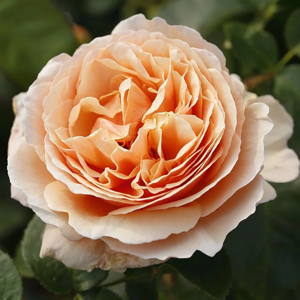 Trandafir Teahibrid de Dulceata cais-portocaliu Tropicana, parfum intens