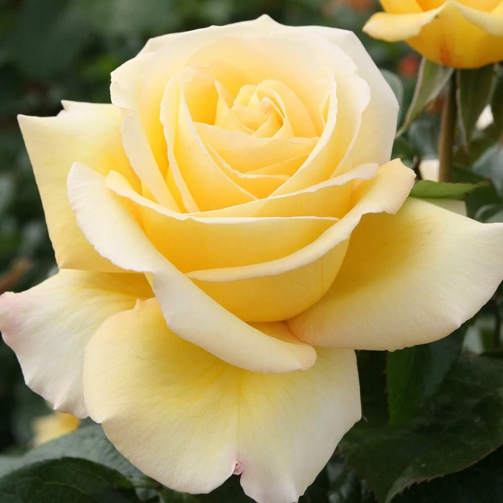 Trandafir Teahibrid galben-deschis Avec Amour, inflorire repetata