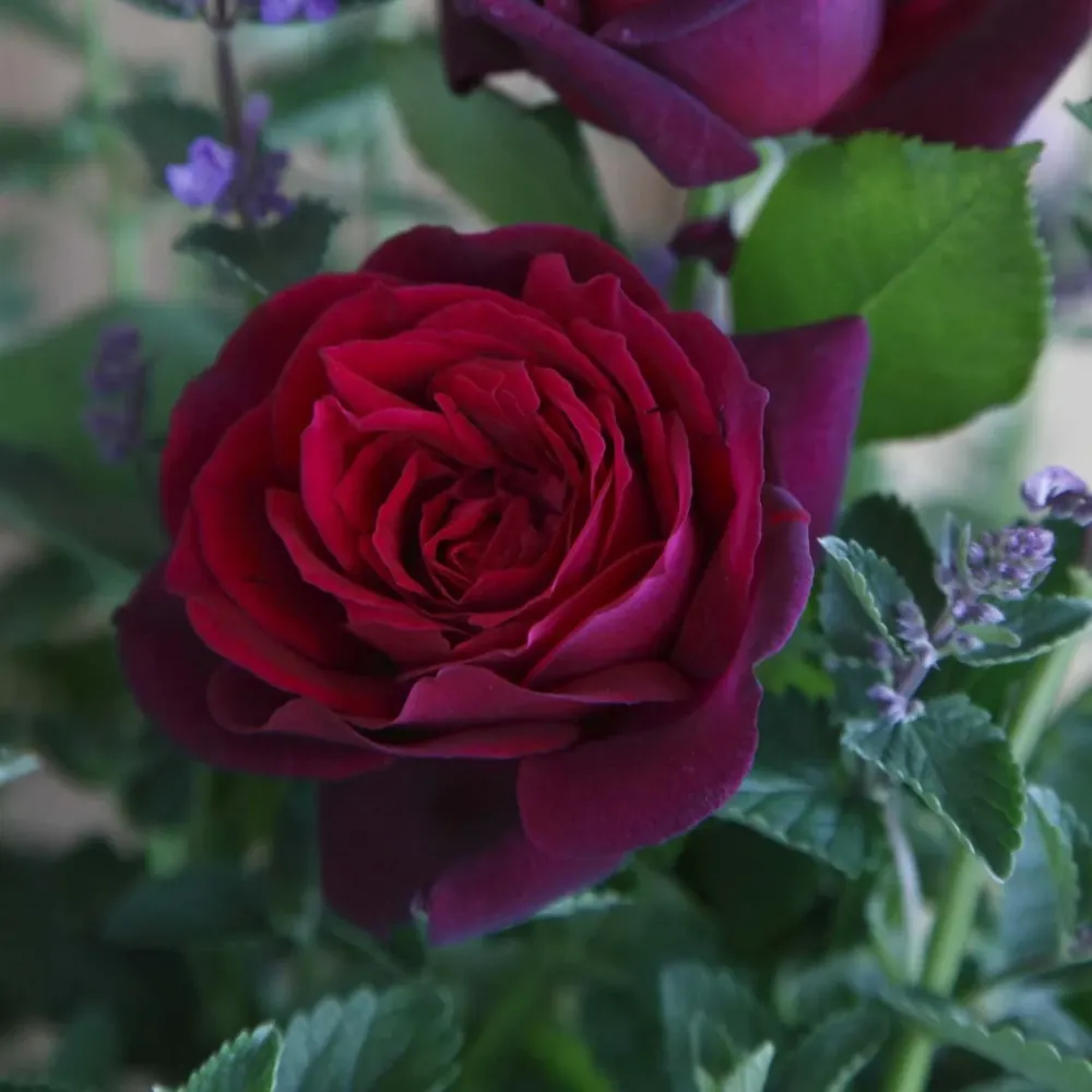 Trandafir Teahibrid purpuriu-violet Contesa Diana, parfum intens