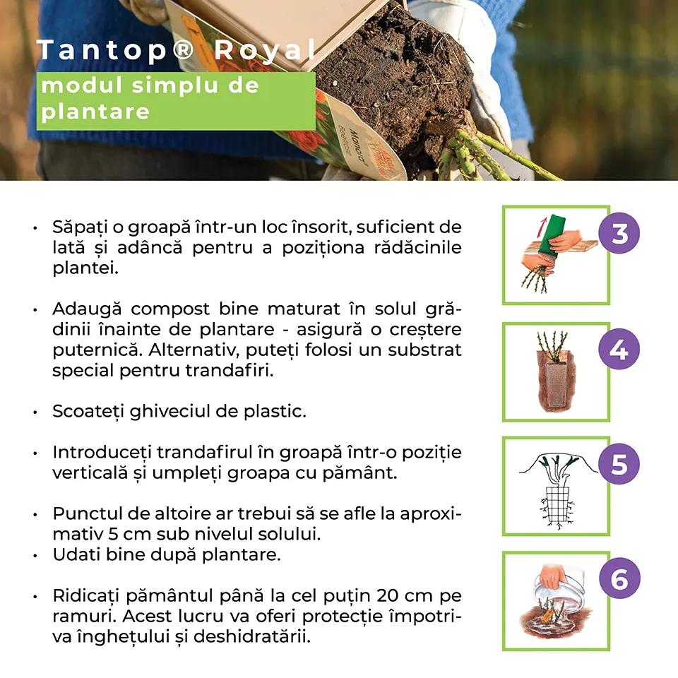 Trandafir Teahibrid purpur-violet Noblesse, parfum intens