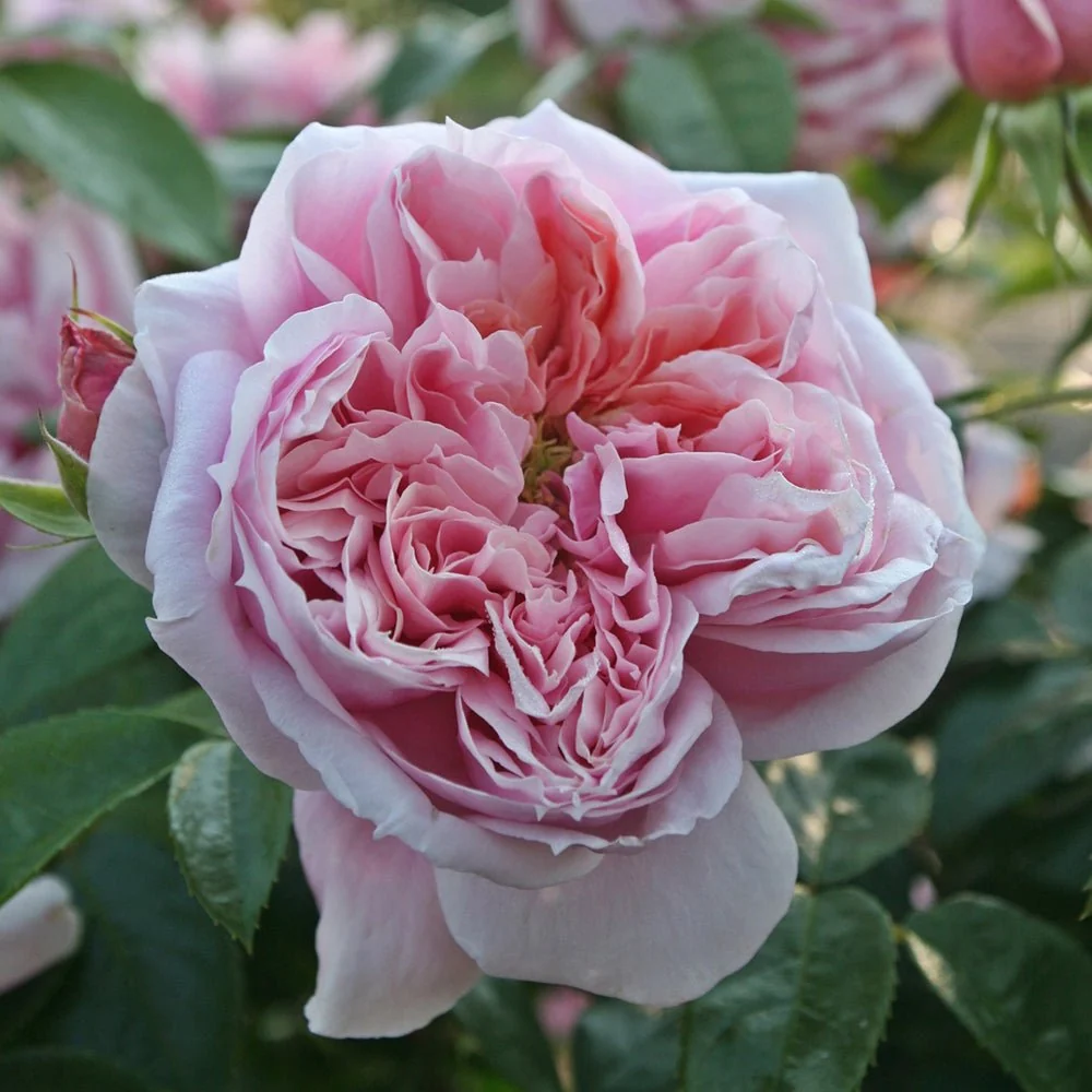 Trandafir Teahibrid roz-deschis Schoene Maid, cu parfum intens