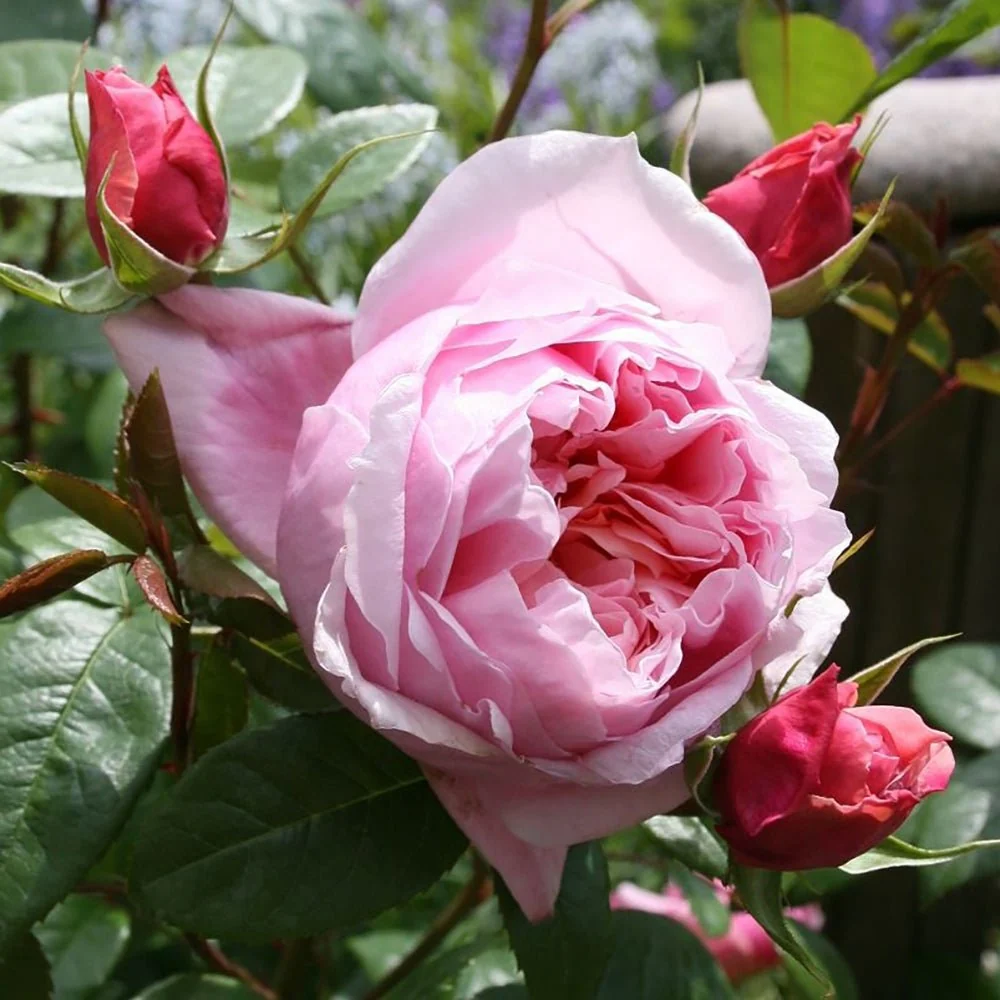 Trandafir Teahibrid roz-deschis Schoene Maid, cu parfum intens