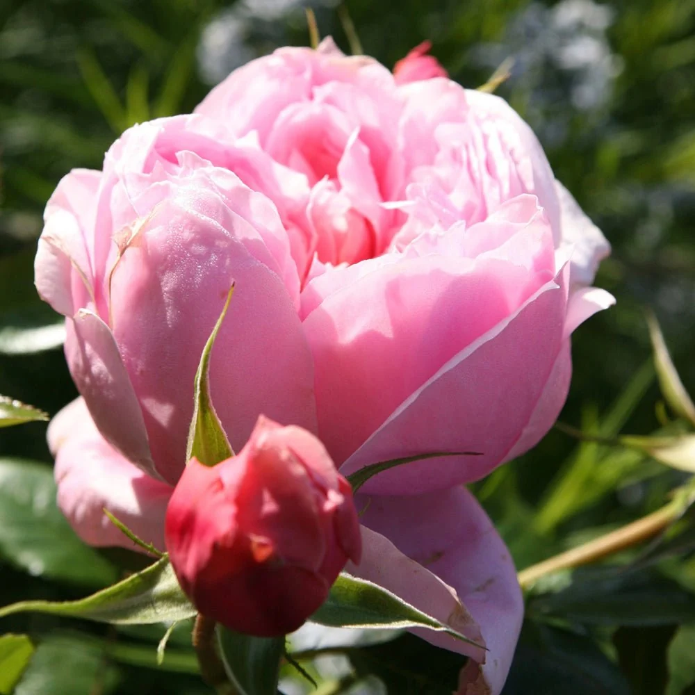 Trandafir Teahibrid roz-deschis Schoene Maid, cu parfum intens