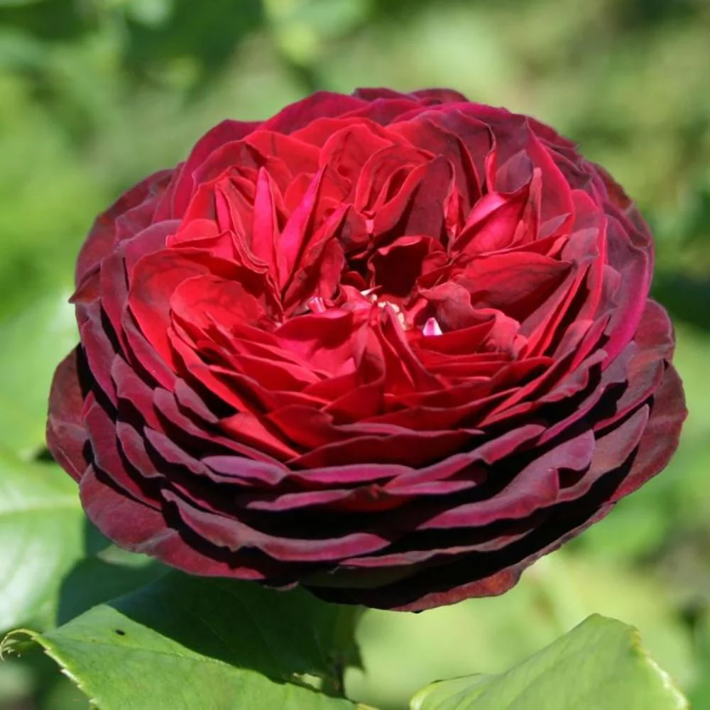 Trandafir Tufa rosu-bordeaux Astrid Von Hardenberg, parfum intens