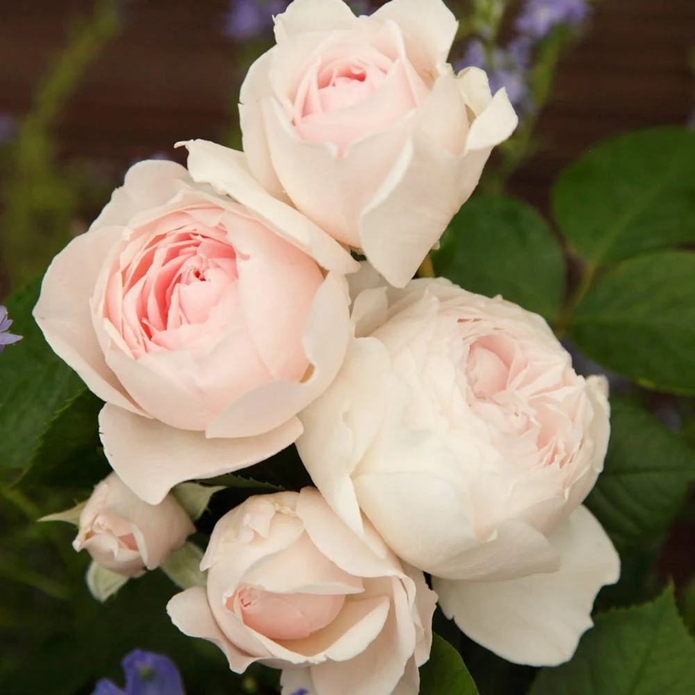 Trandafir Tufa roz Herzogin Christiana, parfum intens, ideal pentru dulceata