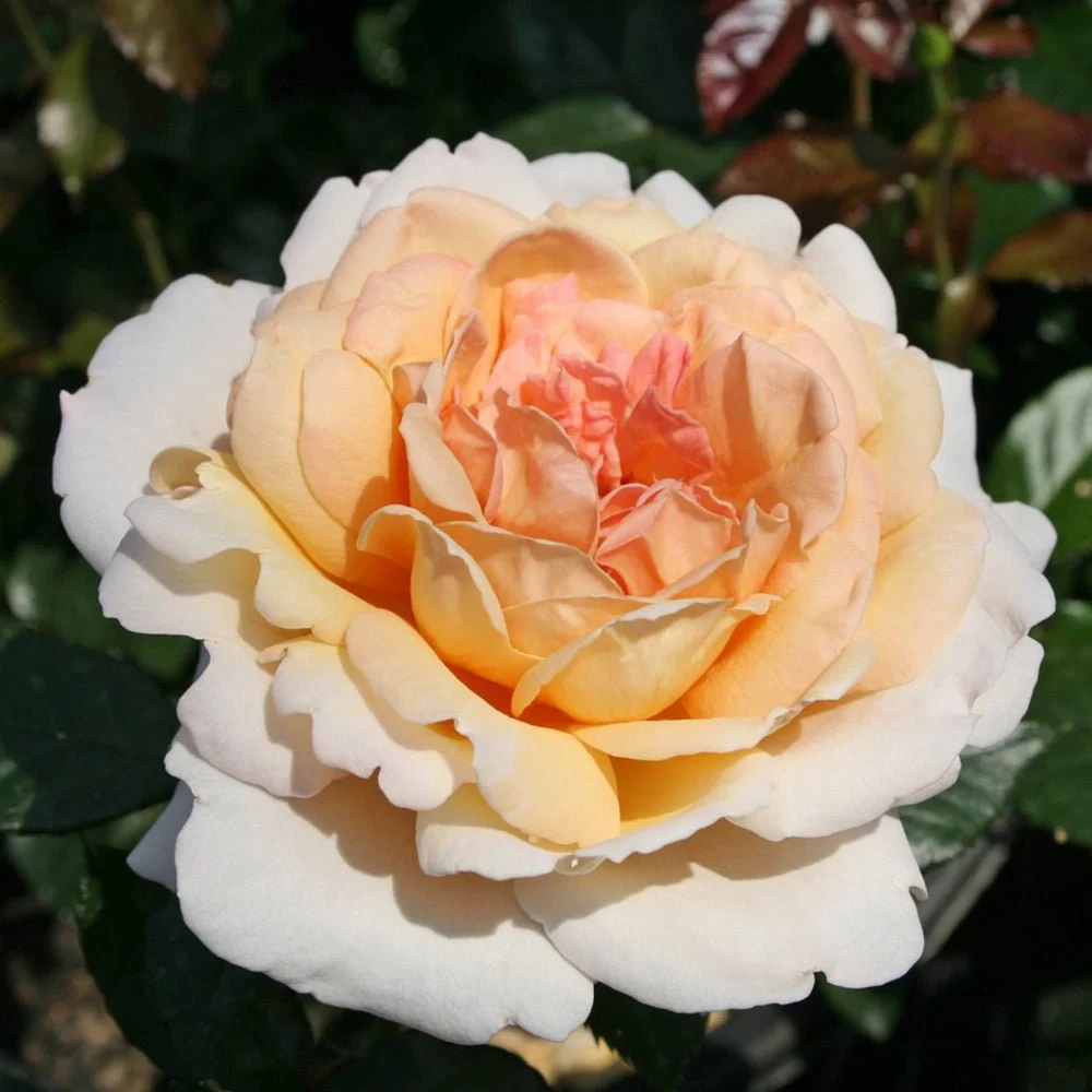 Trandafir Tufa roz-cais Grossherzogin Luise, parfum intens