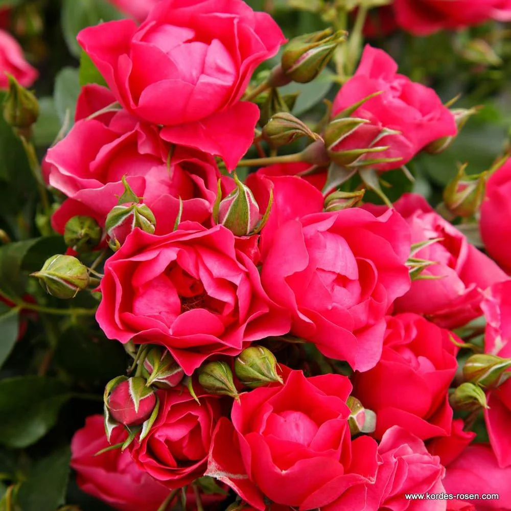 Trandafir Tufa roz-inchis Pink Forest Rose, inflorire repetata
