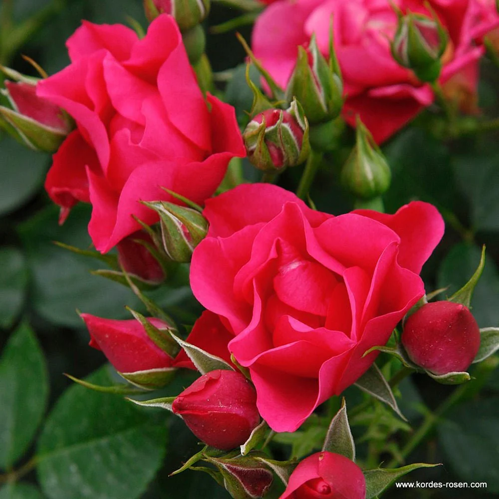 Trandafir Tufa roz-inchis Pink Forest Rose, inflorire repetata