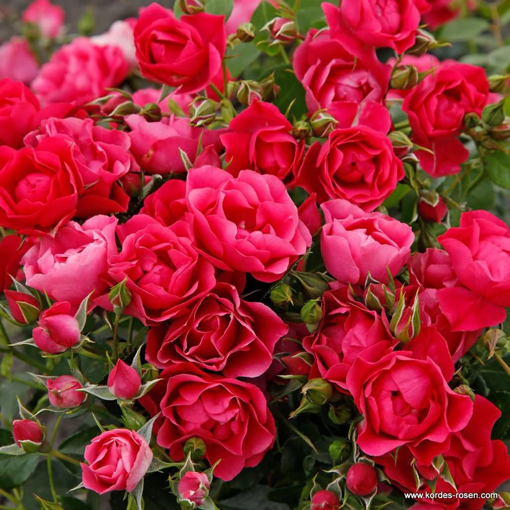 Trandafir Tufa roz-inchis Pink Forest Rose, inflorire repetata