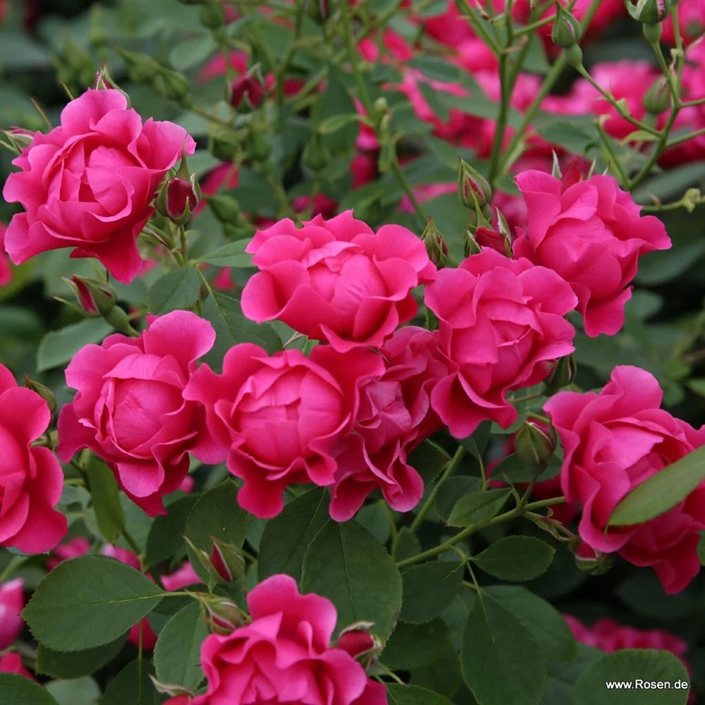 Trandafir Tufa roz-inchis Pink Forest Rose, inflorire repetata
