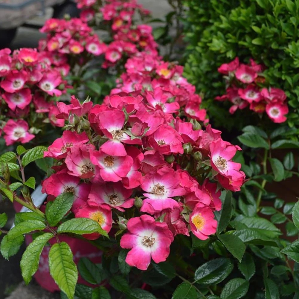Trandafir Tufa roz-inchis Rosy Boom, cu inflorire repetata