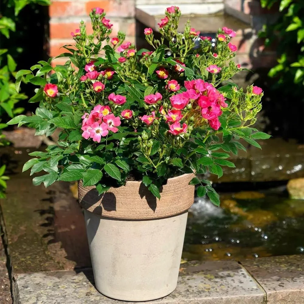 Trandafir Tufa roz-inchis Rosy Boom, cu inflorire repetata