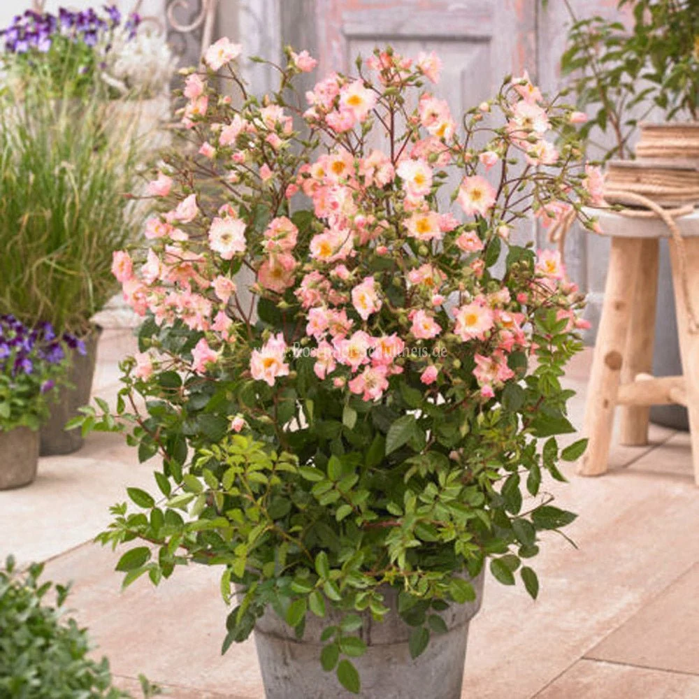 Trandafir Tufa roz-pal Rosy Boom, cu inflorire repetata