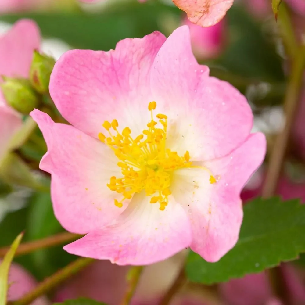 Trandafir Tufa roz-pal Rosy Boom, cu inflorire repetata