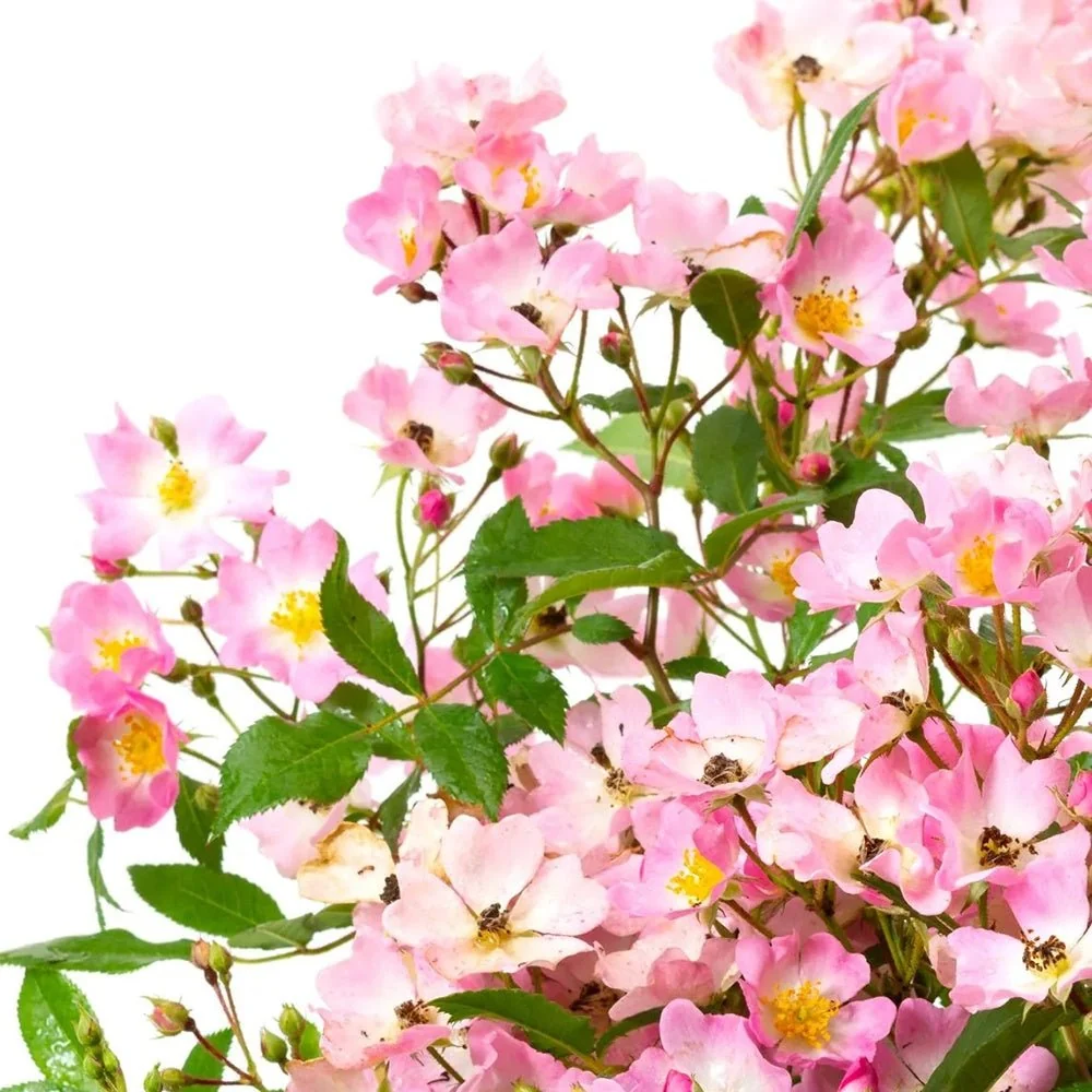 Trandafir Tufa roz-pal Rosy Boom, cu inflorire repetata